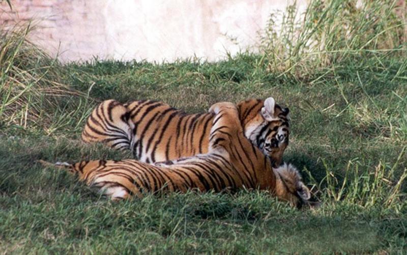 259-25-Tigers-playing at Disney Animal Kingdom-by Lisa Purcell.jpg