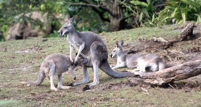 259-6-Kangaroos-mom nursing young-Disney Animal Kingdom-by Lisa Purcell.jpg