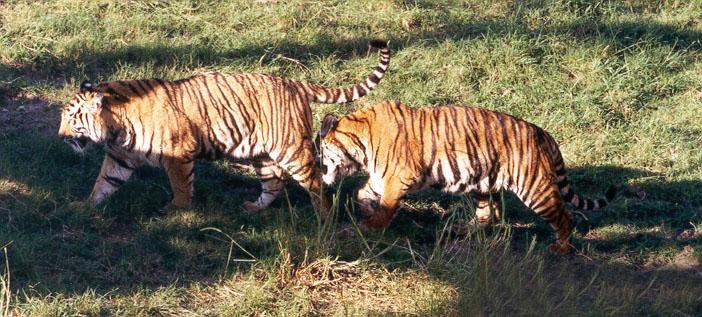 260-13-Tigers-playing at Disney Animal Kingdom-by Lisa Purcell.jpg