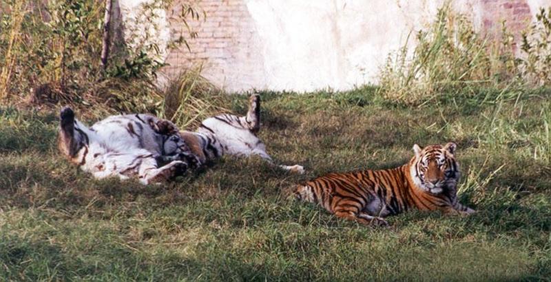 260-2-Tigers-playing at Disney Animal Kingdom-by Lisa Purcell.jpg