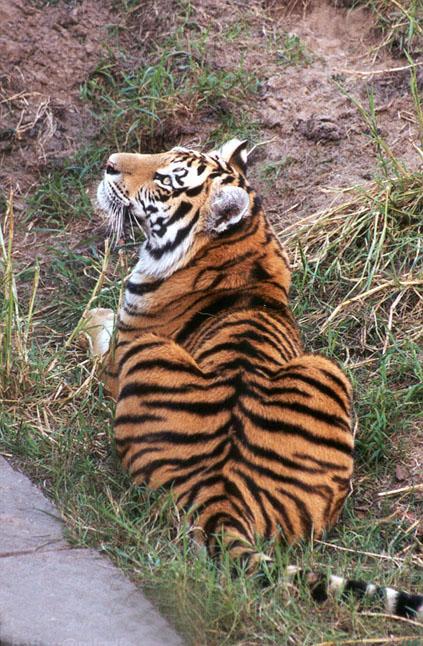 260-3-Tigers-resting at Disney Animal Kingdom-by Lisa Purcell.jpg