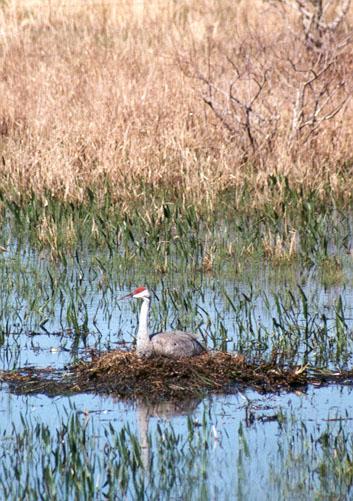 265-19-Sandhill Crane-nesting in swamp-by Lisa Purcell.jpg