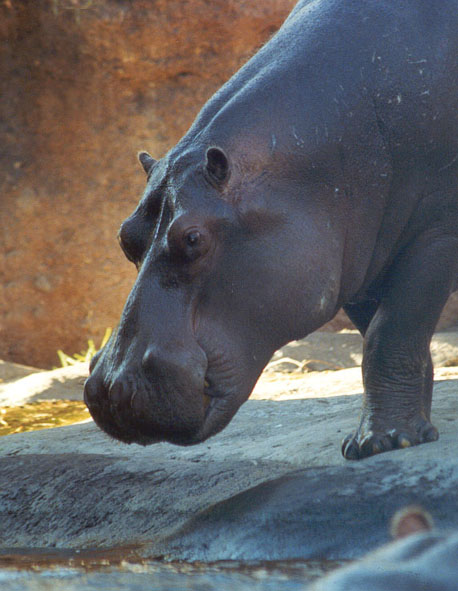 270-12a-Hippopotamus-face closeup-Disney Animal Kingdom-by Lisa Purcell.jpg