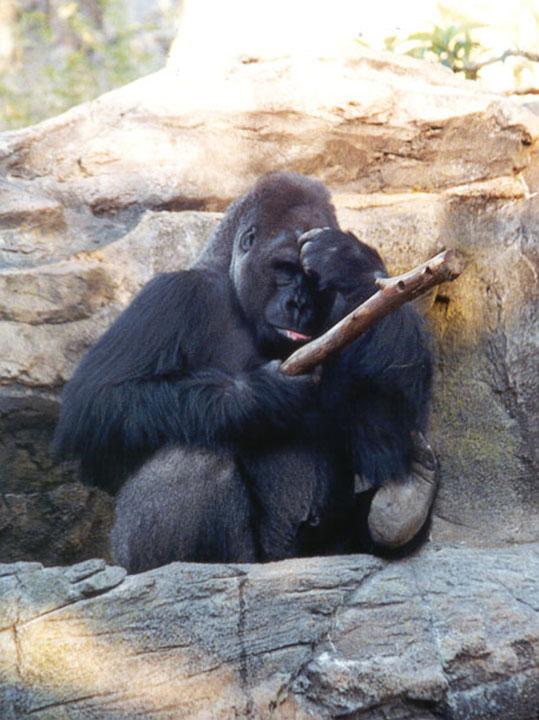 270-18a-Gorilla-male-Disney Animal Kingdom-by Lisa Purcell.jpg