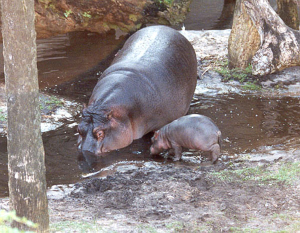 270-21a-Hippopotamuses-mom and baby-Disney Animal Kingdom-by Lisa Purcell.jpg