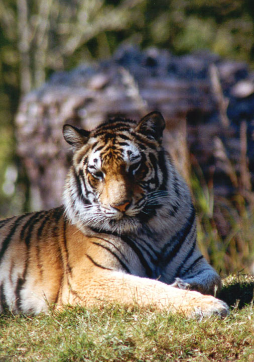272-16-Tiger-closeup on grass-Disney Animal Kingdom-by Lisa Purcell.jpg