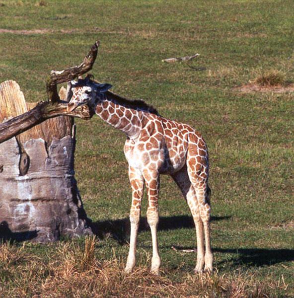 272-18-Giraffe-young-Disney Animal Kingdom-by Lisa Purcell.jpg
