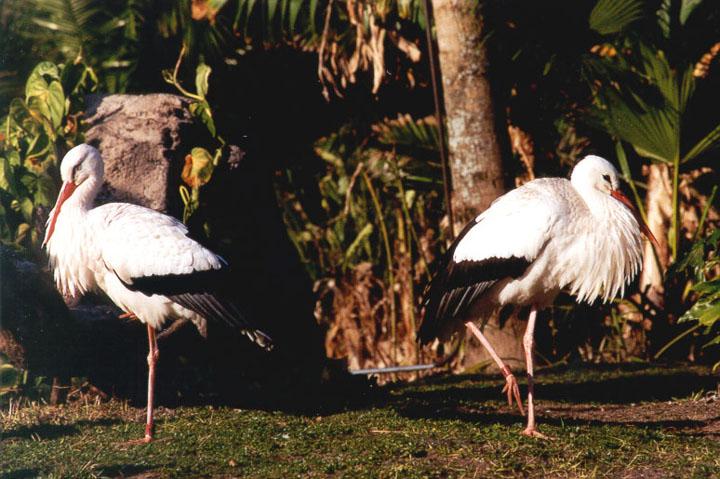 272-24-European White Storks-pair-Disney Animal Kingdom-by Lisa Purcell.jpg