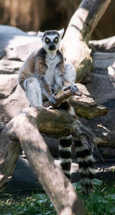273-0a-Ring-tailed Lemur-Disney Animal Kingdom-by Lisa Purcell.jpg