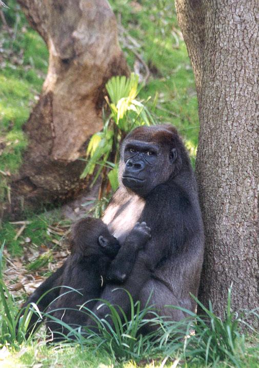 273-10a-Gorillas-mom nursing baby-Disney Animal Kingdom-by Lisa Purcell.jpg