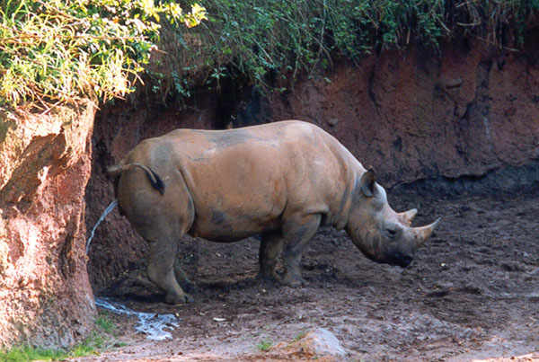 273-20a-Black Rhinoceros-peeing-Disney Animal Kingdom-by Lisa Purcell.jpg