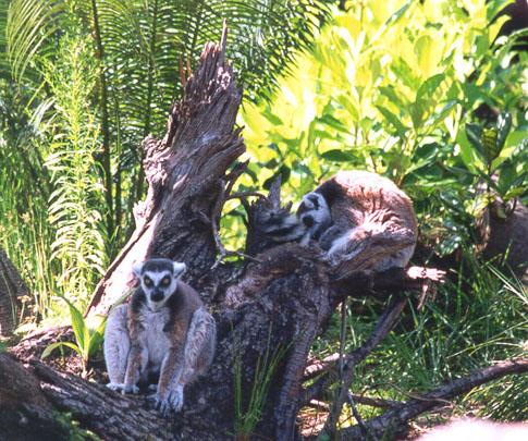 273-2a-Ring-tailed Lemurs-Disney Animal Kingdom-by Lisa Purcell.jpg