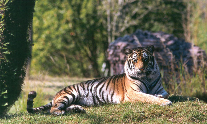 273-3a-Tiger-resting on grass-Disney Animal Kingdom-by Lisa Purcell.jpg