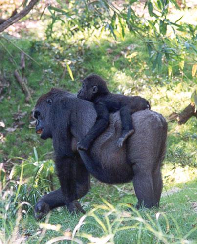 273-9a-Gorillas-mom and baby-Disney Animal Kingdom-by Lisa Purcell.jpg