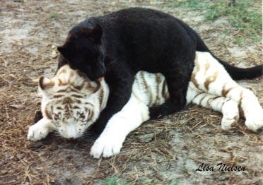 32-12-White Tiger-n-Black Leopard-cubs playing-by Lisa Purcell.jpg