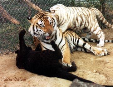 32-19-A normal and a White Tiger-n-a Black Leopard-cubs-by Lisa Purcell.jpg