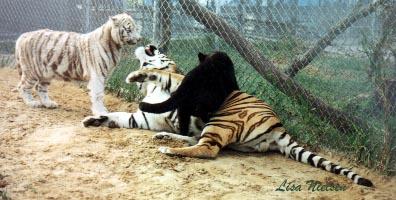 32-24-A normal and a White Tiger-n-a Black Leopard-cubs-by Lisa Purcell.jpg
