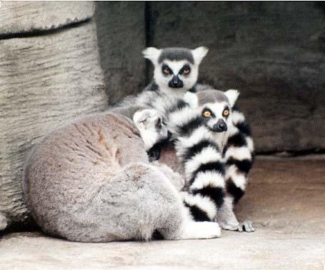 3 Ring-tailed lemurs 1-by Denise McQuillen.jpg