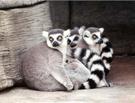 3 Ring-tailed lemurs 2-by Denise McQuillen.jpg
