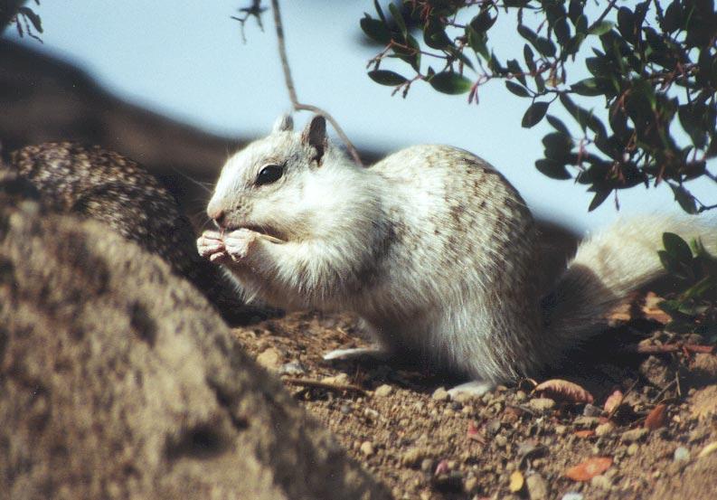 3ground-California Ground Squirrel-by Gregg Elovich.jpg