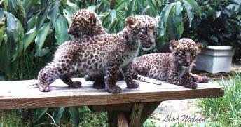 45-7a-Leopards-3 cubs on table-by Lisa Purcell.jpg