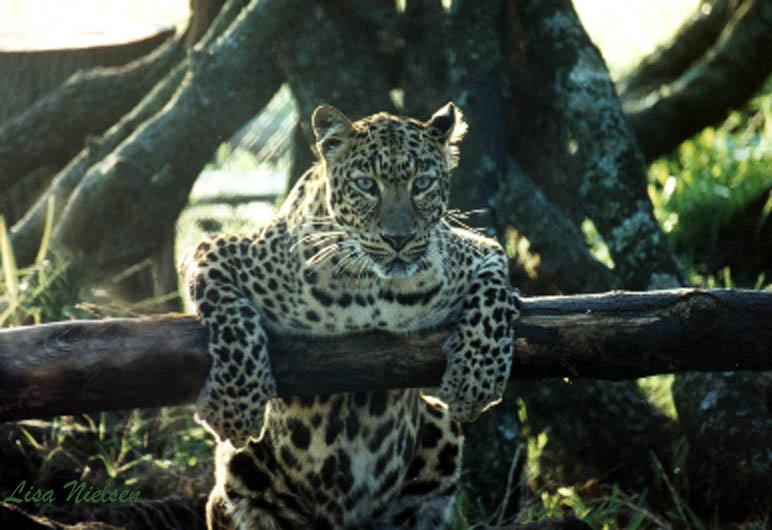 47-4-Leopard-female leaning a log-by Lisa Purcell.jpg