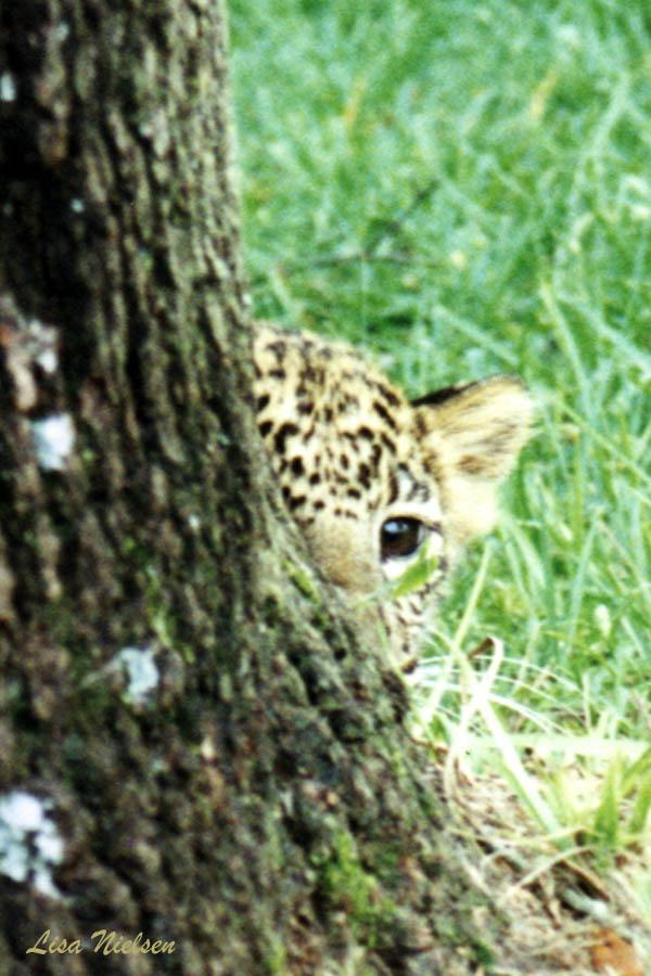 48-1a-Leopard-stalking cub-behind trunk-by Lisa Purcell.jpg