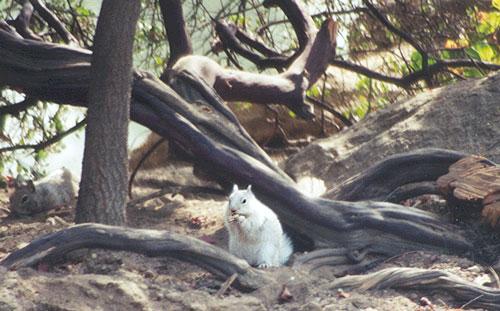 4ground-California Ground Squirrel-by Gregg Elovich.jpg