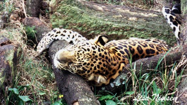 50-5-Leopard-father relaxing-by Lisa Purcell.jpg