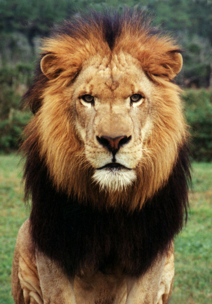 56-13-African Lion-Male-Portrait-by Lisa Purcell.jpg