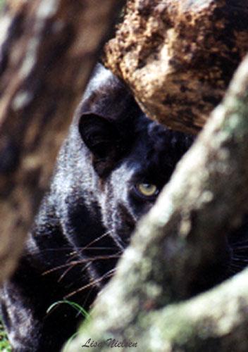 58-22a-Black Leopard-male-hidden-by Lisa Purcell.jpg