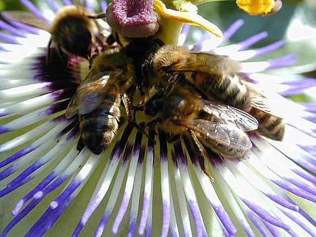 5beesonpfl-Honeybees-by Tony Heyman.jpg