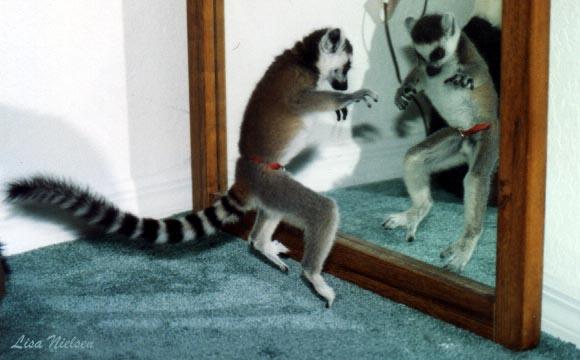 6-19-Ring-tailed Lemur-playing in front of mirror-by Lisa Purcell.jpg