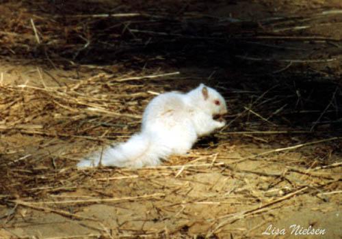 61-21-White Albino Squirrel-foraging on ground-by Lisa Purcell.jpg