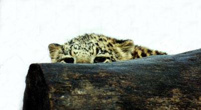 63-20a-Leopard-stalking cub-by Lisa Purcell.jpg