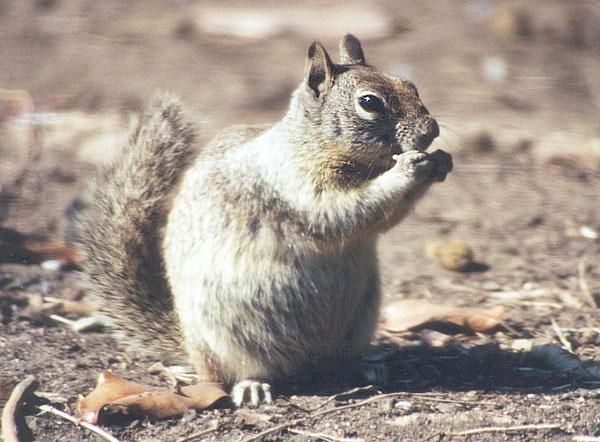 6ground-California Ground Squirrel-by Gregg Elovich.jpg