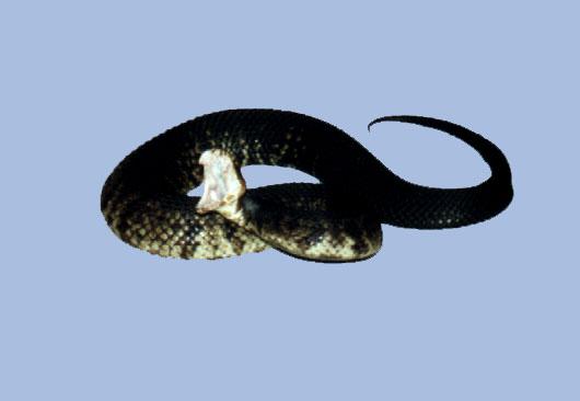 73-12-Cottonmouth-Water Moccasin Snake-wide mouth-by Lisa Purcell.jpg