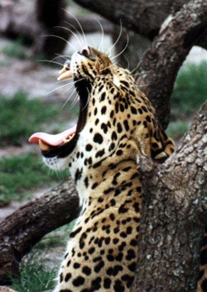 74-14a-Leopard-big yawning-by Lisa Purcell.jpg