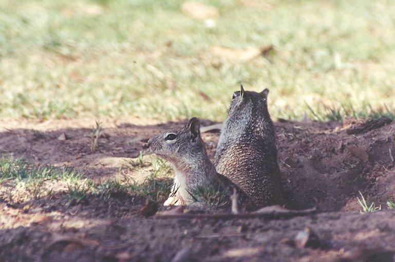 7ground-California Ground Squirrel-by Gregg Elovich.jpg