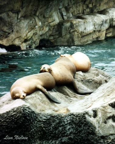 83-19a-Sea Lions-resting on rock-by Lisa Purcell.jpg