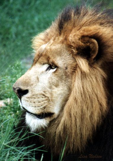 83-5a-Lion-male-face closeup-by Lisa Purcell.jpg