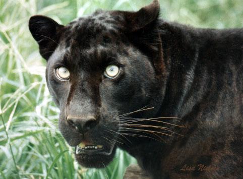 84-6-Black Leopard-male-face closeup-by Lisa Purcell.jpg
