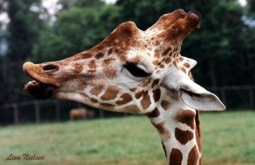 86-14a-Giraffe-face-kiss me-by Lisa Purcell.jpg