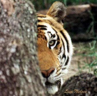 91-19-Tiger-peeking-face closeup-by Lisa Purcell.jpg