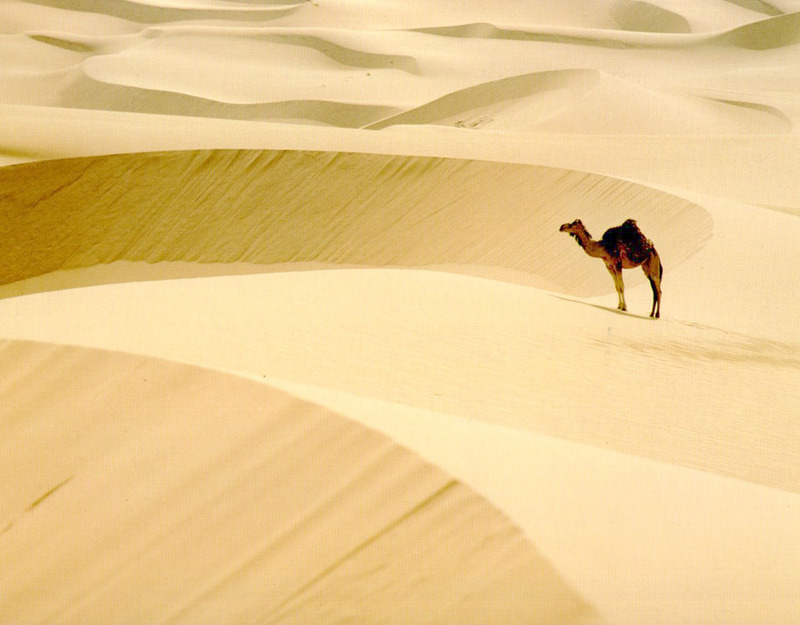 94 DromedaryCamel-On desert-by Kostas Pantermalis.jpg