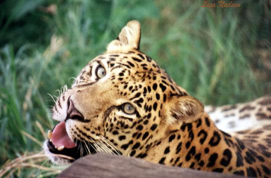 98-0a-Leopard-male closeup-warns-by Lisa Purcell.jpg