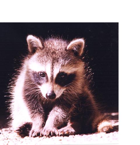 A Stewart-Raccoon-by Annie Wilczak.jpg