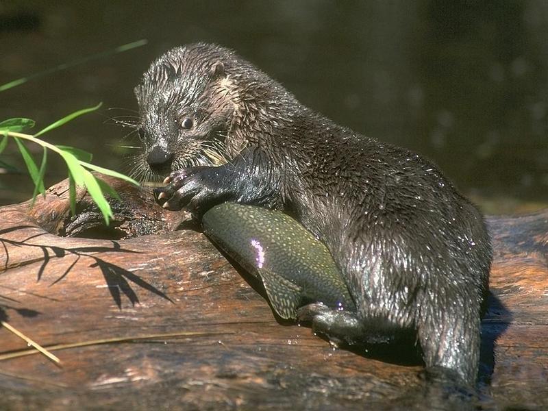 Alaskan Wildlife 173037b-American River Otter-eating Brook Trout-by Linda Bucklin.jpg