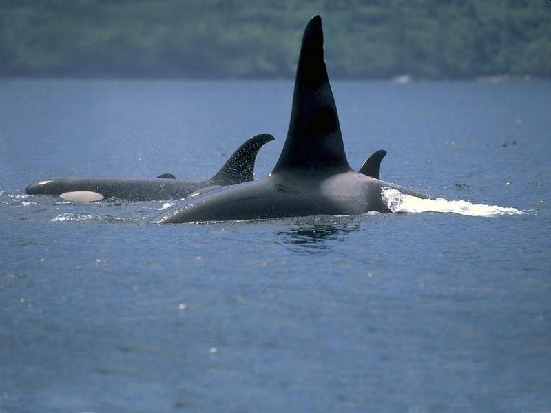 Alaskan Wildlife 173067b-Killer Whales-pair-by Linda Bucklin.jpg