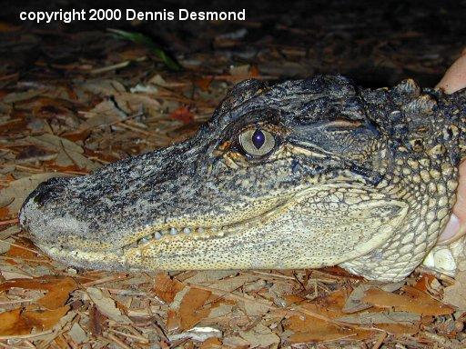 Alligator mississippiensis09-American Alligator-by Dennis Desmond.jpg